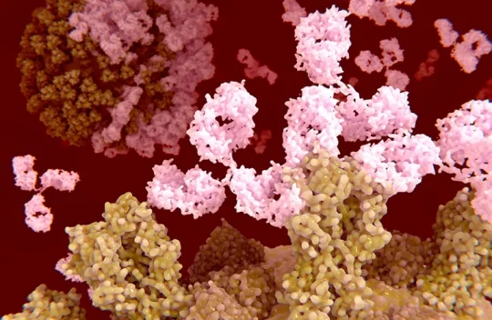 Antibodies (pink) bind to influenza virus proteins (yellow) (artist’s conception)