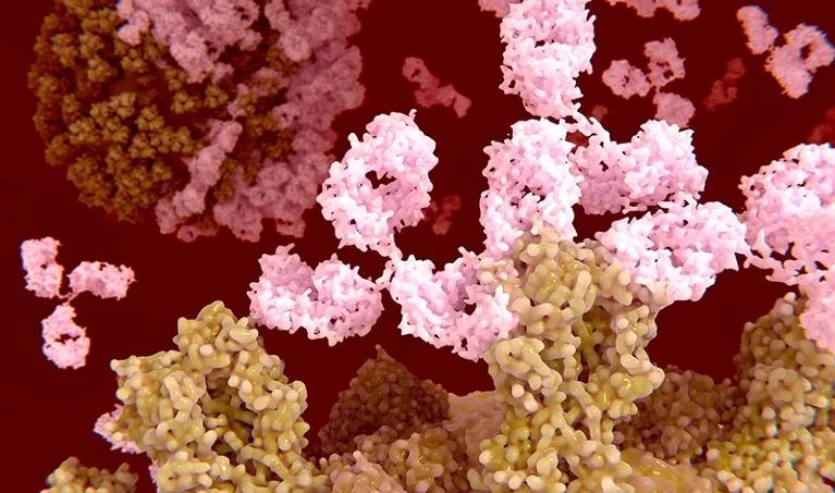 Antibodies (pink) bind to influenza virus proteins (yellow) (artist’s conception)