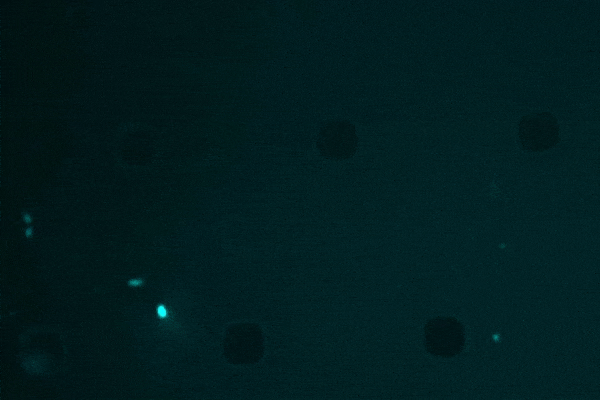 GIF showing small glowing small blue pill-like shapes appearing gradually appearing on a black background.